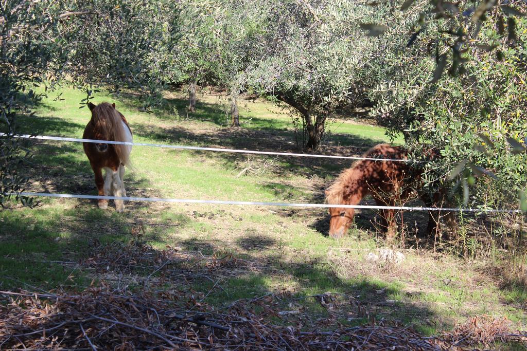 Casale Delle Rose B&B Fattoria Bed & Breakfast Montepagano