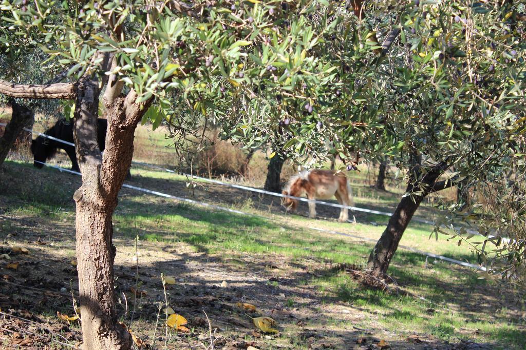 Casale Delle Rose B&B Fattoria