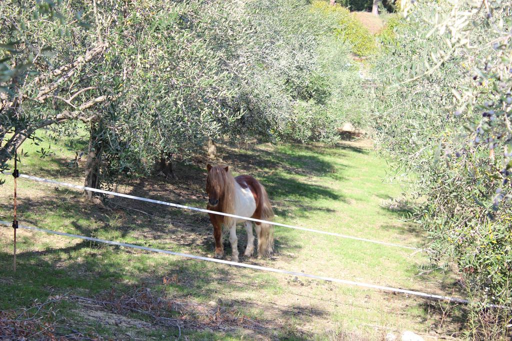 Casale Delle Rose Bed & Breakfast *